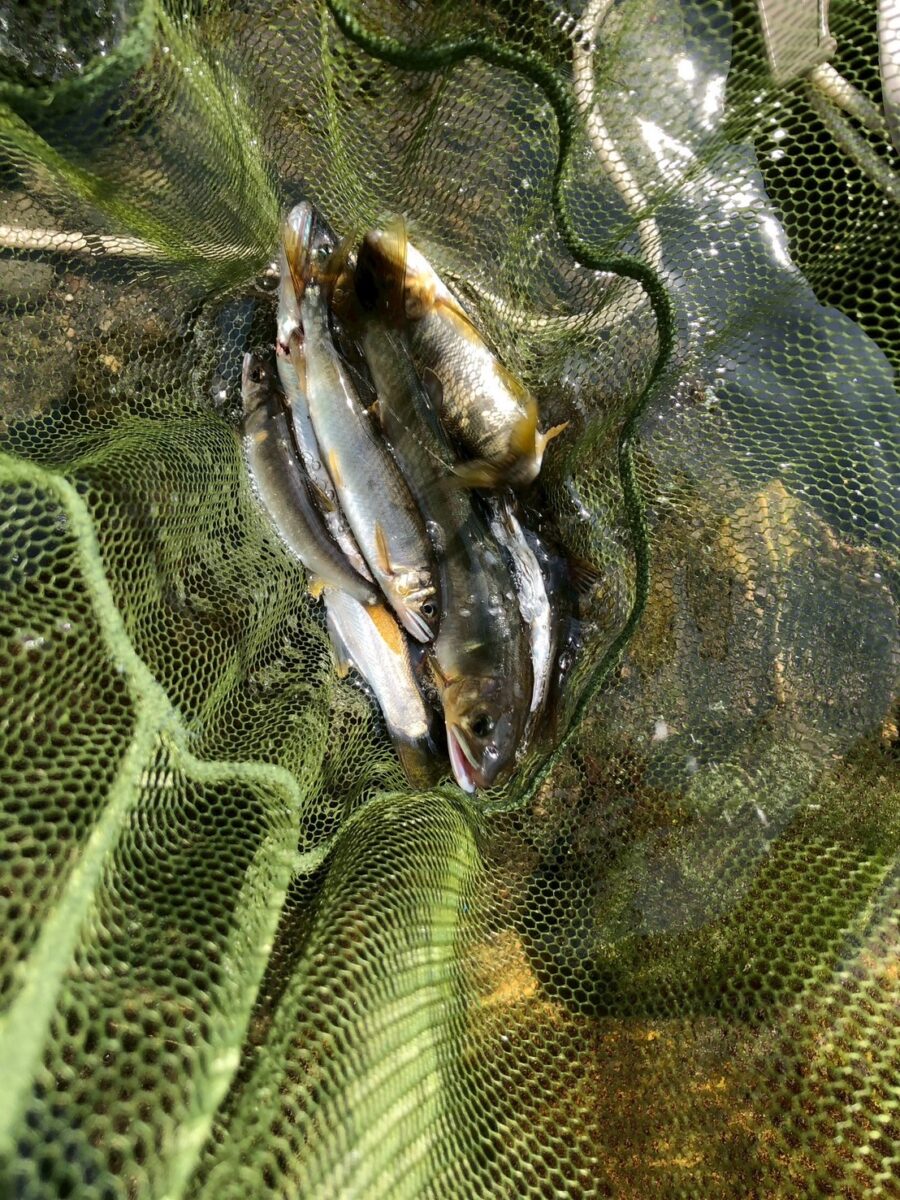 飯田様～相模川　座架依上流部/鮎…１２匹～