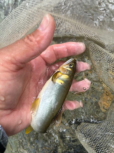 スタッフ平賀釣行記~8/25岐阜県板取川/アユ24匹~