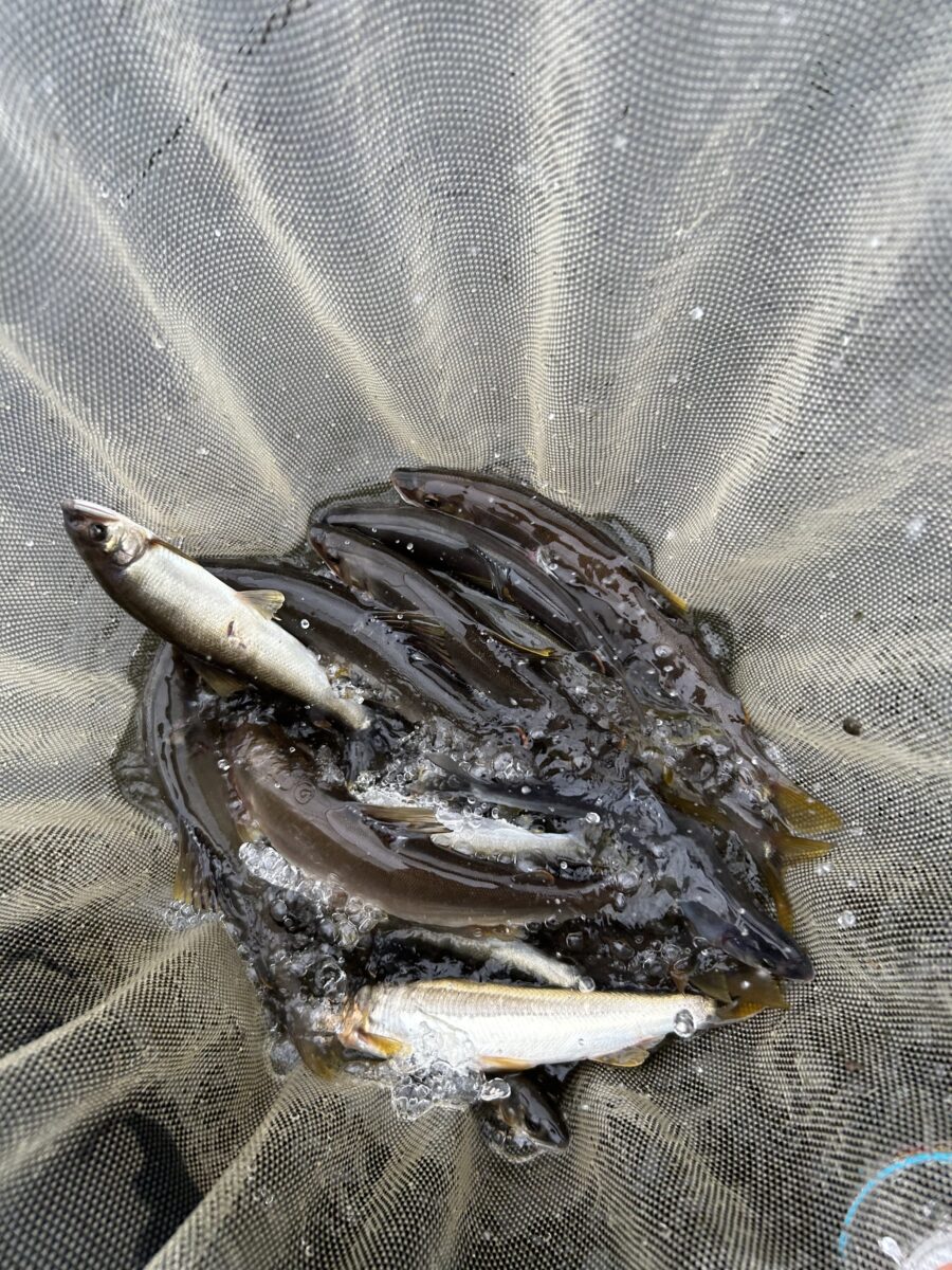 スタッフ平賀釣行記～相模川　大島エリア/アユ16匹/最大23.5cm～