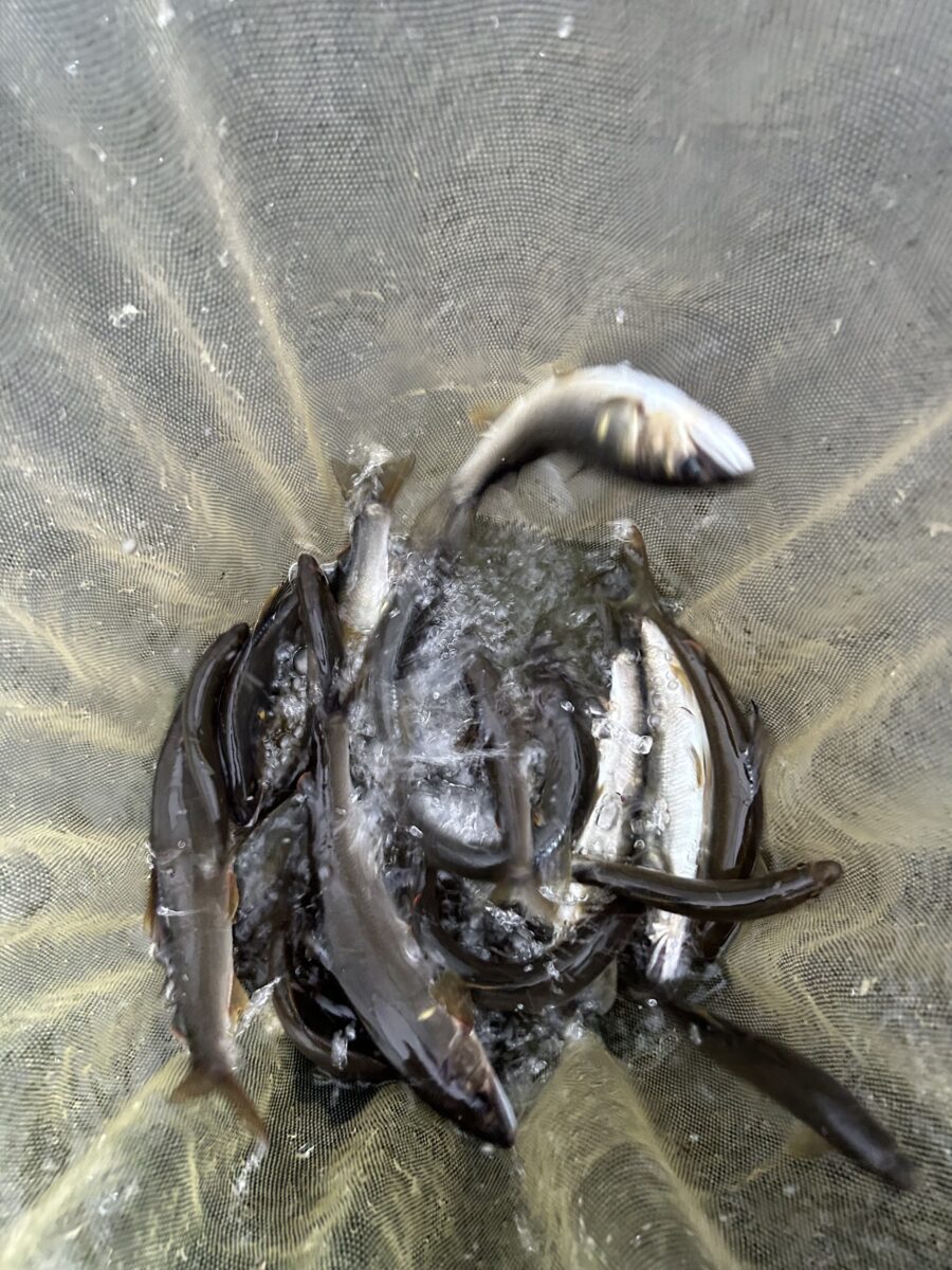 スタッフ平賀釣行記～那珂川　那珂川河畔公園側/鮎…26匹/最大21cm～