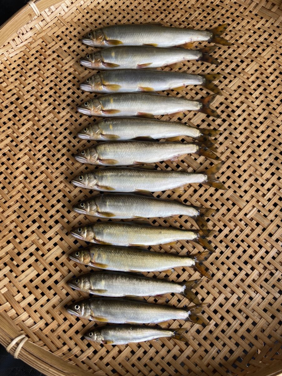 もろ様～相模川　高田橋エリア/アユ11.5-21.5cm～