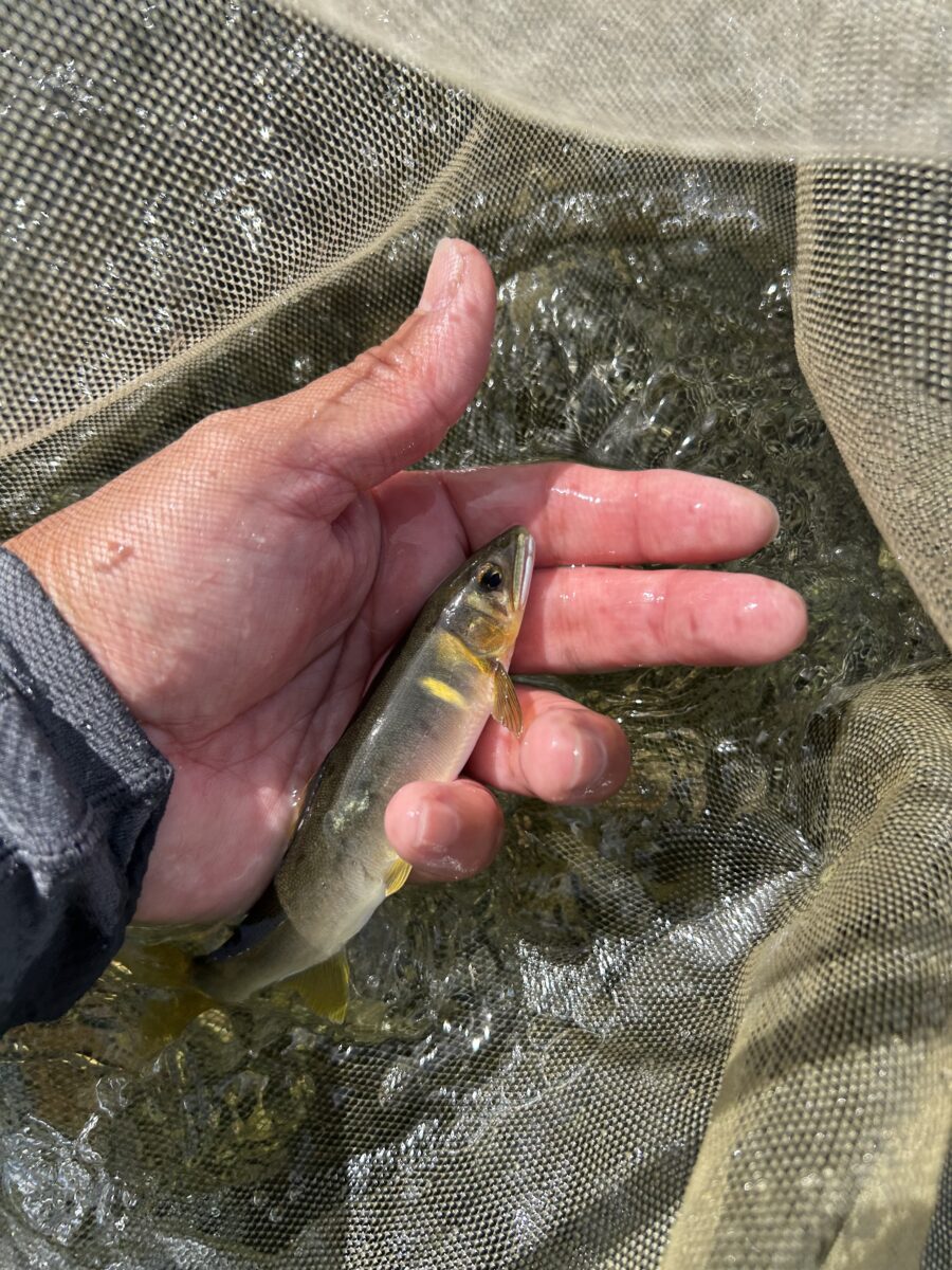 スタッフ平賀釣行記～相模川 圏央道 下平瀬/アユ18匹/最大20cm～