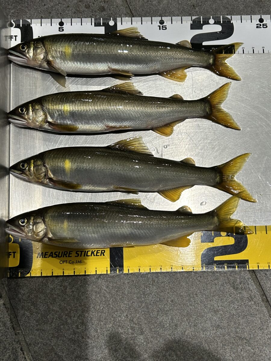 M様～相模川　昭和橋下流/アユ19匹/18cm-23.5cm～