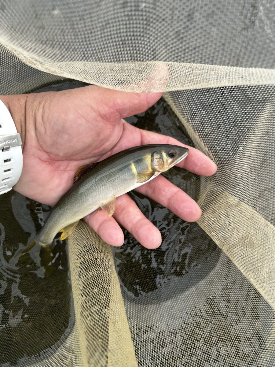 スタッフ平賀釣行記～相模川　高田橋/鮎…15匹/最大21cm位～