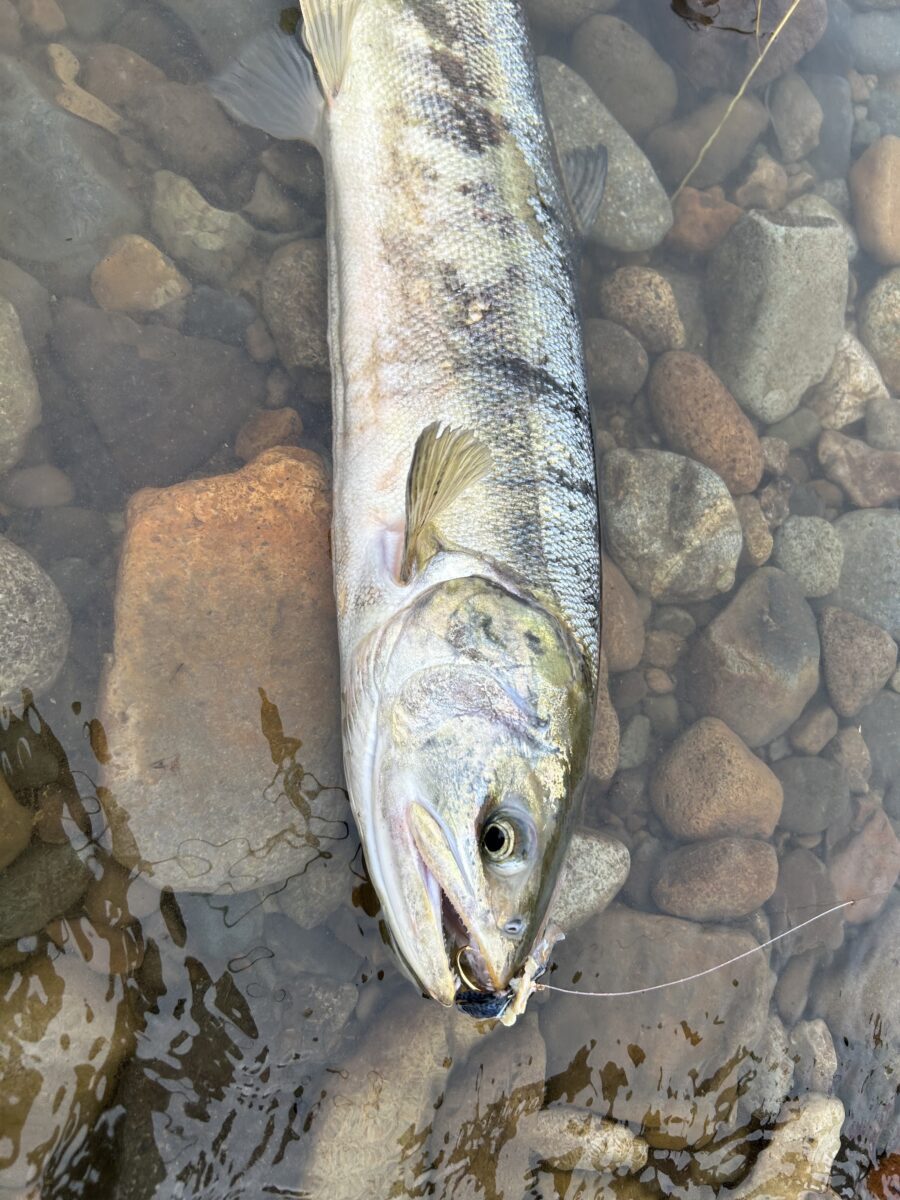 スタッフ平賀釣行記～山形県　鮭川/シロザ メス１匹～