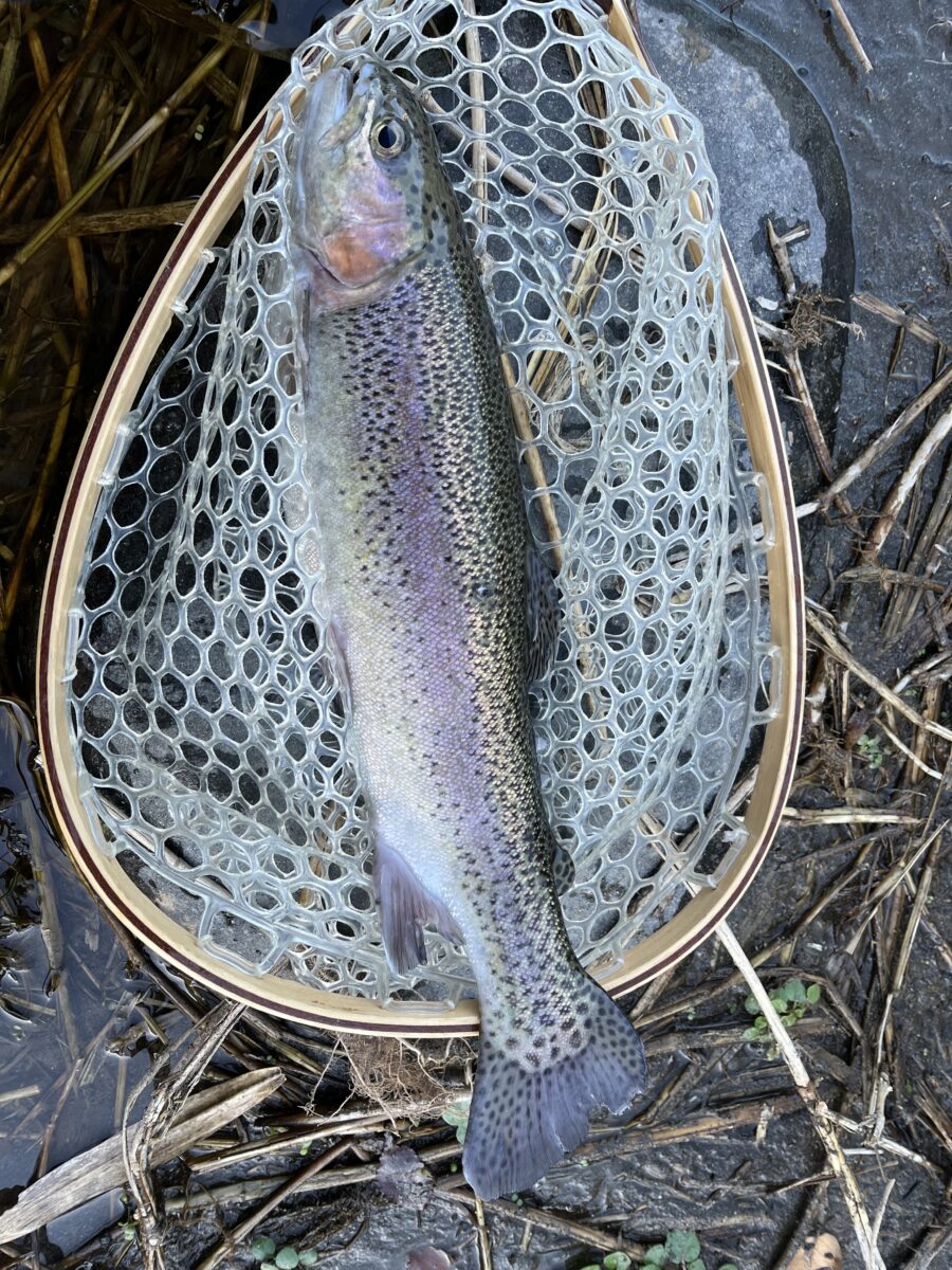 スタッフ高窪釣行記~埼玉県 秩父荒川/ニジマス35cm1匹~