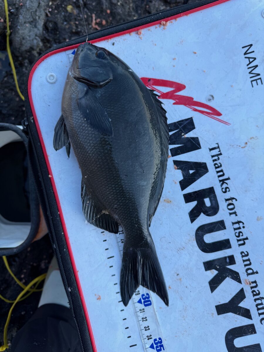 スタッフ小澤釣行記~熱海沖磯 カンノン/尾長メジナ…31cm2枚~