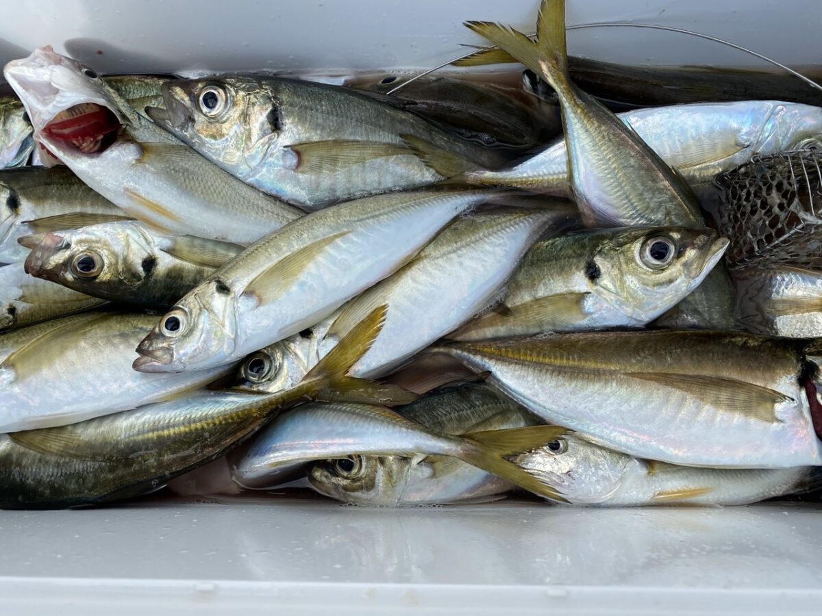 船釣り初心者の…まとめ