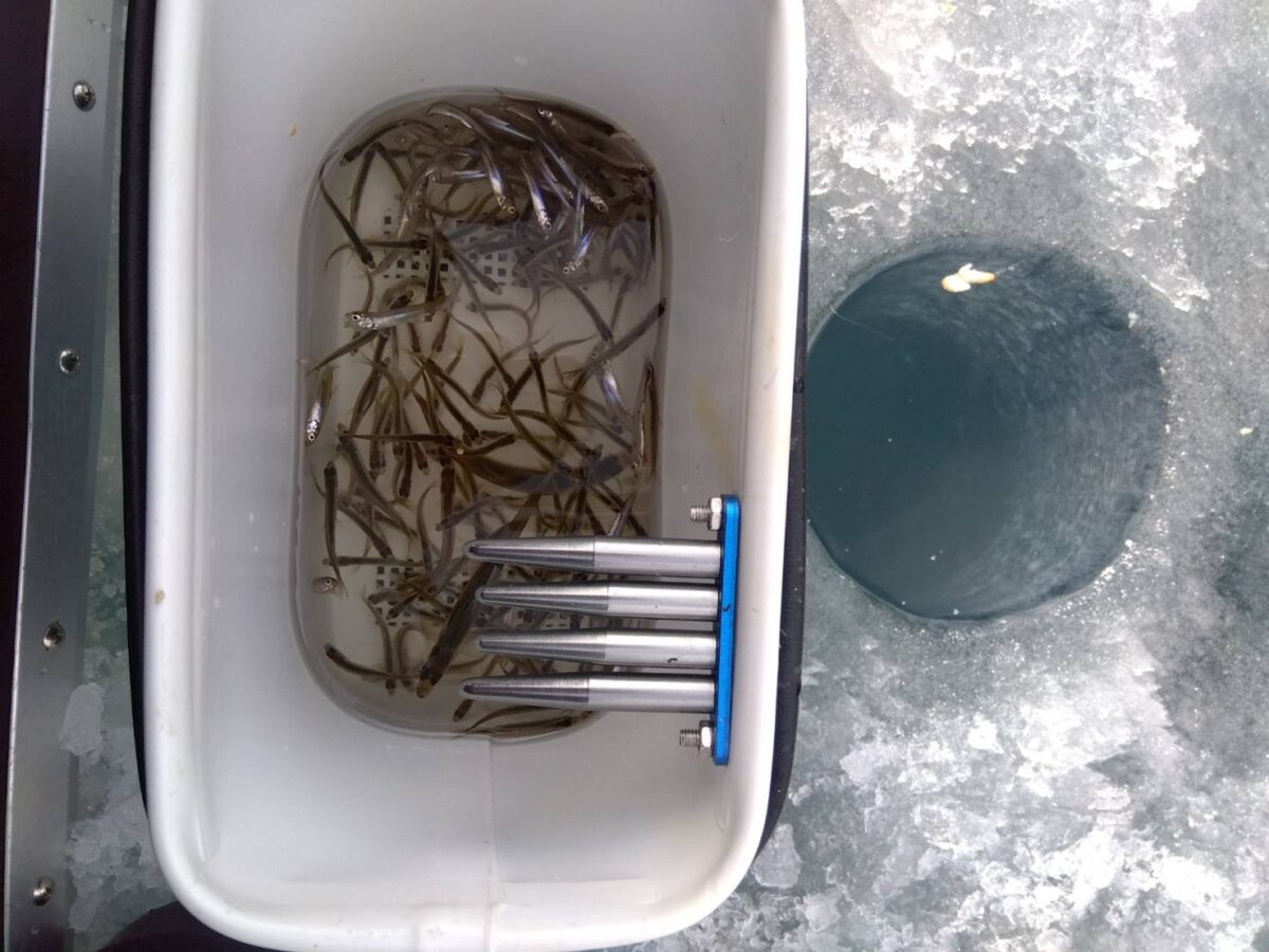 橋本様～松原湖/ワカサギ189匹～