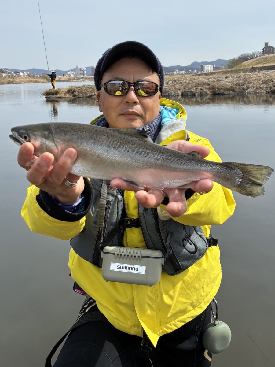 スタッフ平賀釣行記~渡良瀬川/桜来夢(おうらいドリーム)※ブランドサクラマス/35cm~