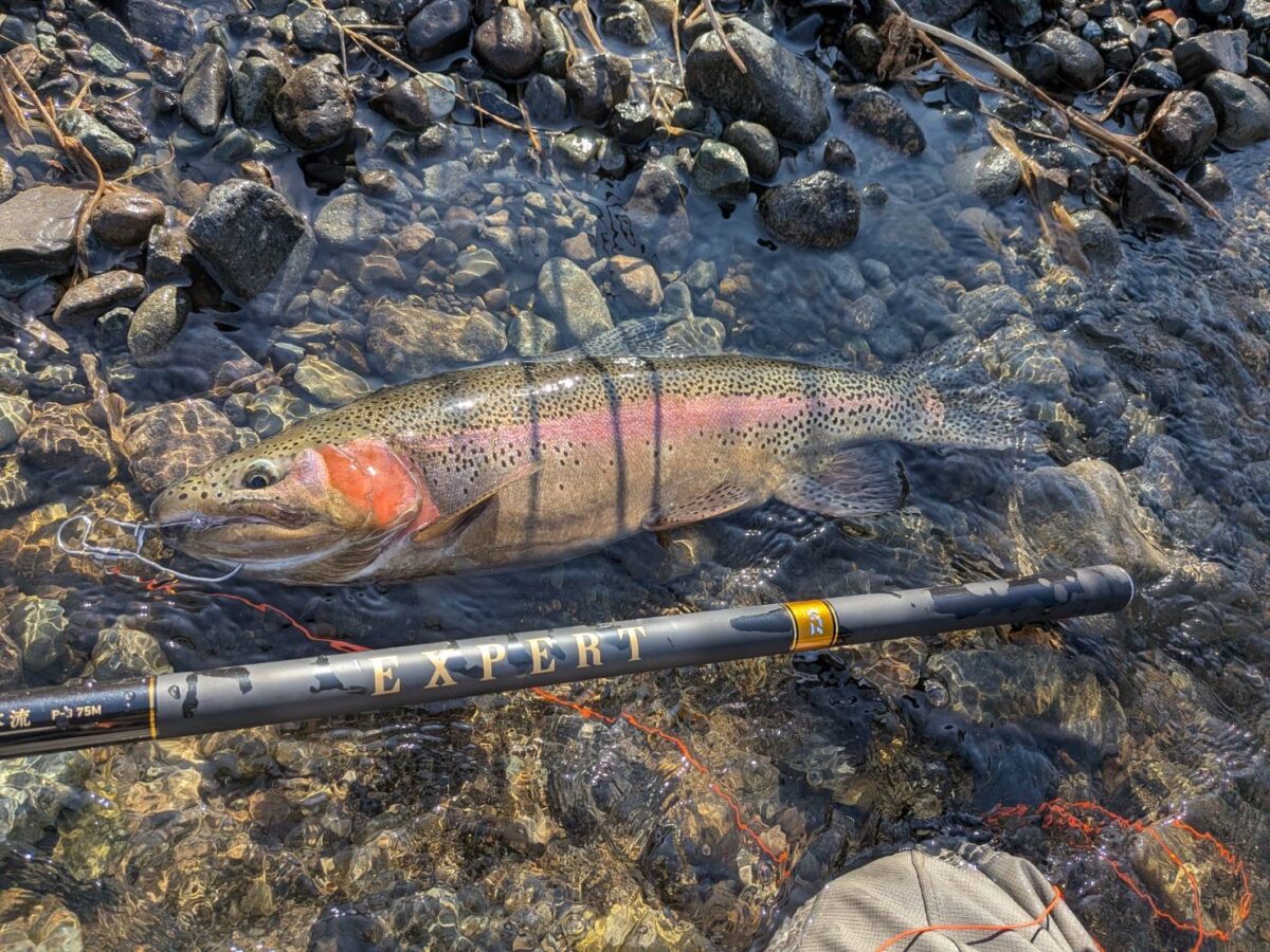 小室様～中津川　田代運動公園/ニジマス2匹/最大53cm～