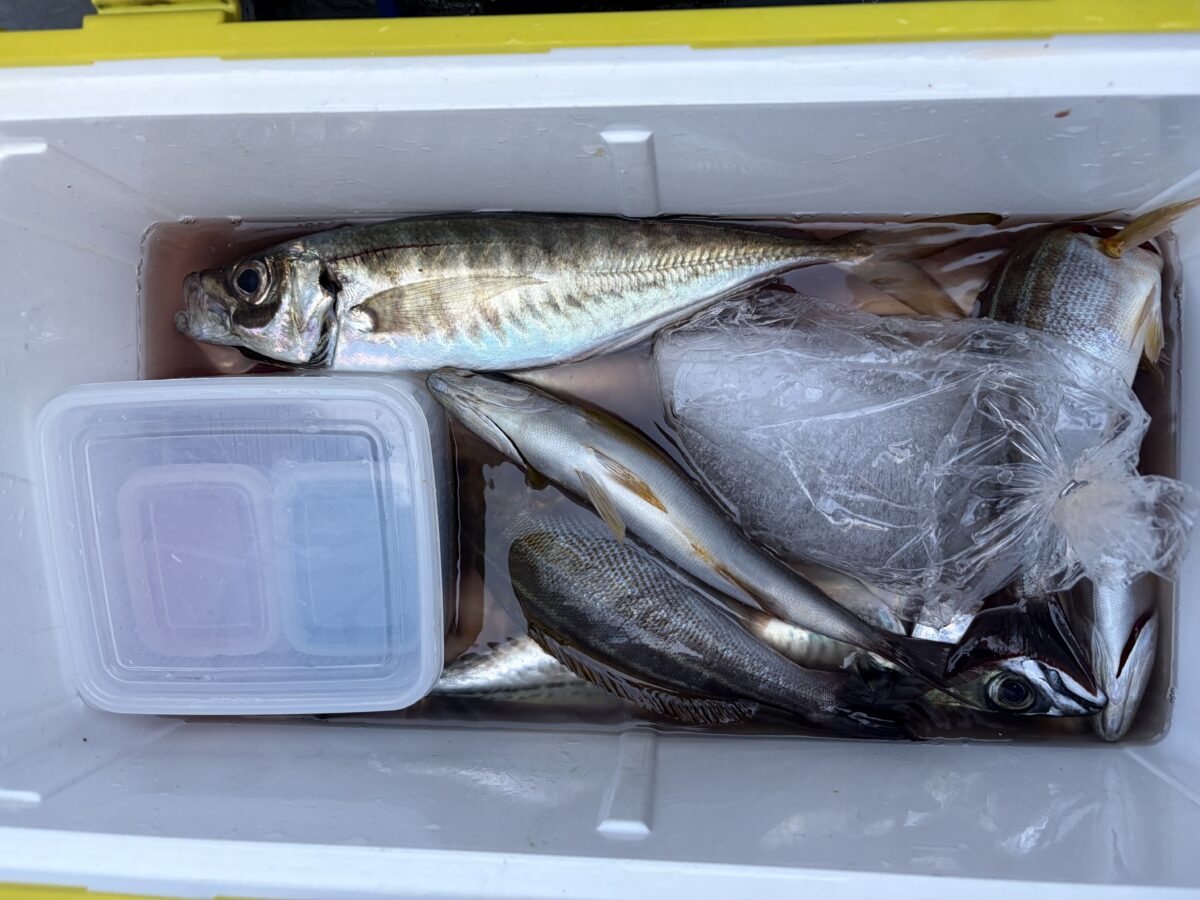 スタッフ平賀釣行記～佐島/イサキ19匹～