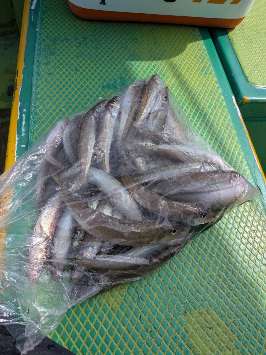 小室様～浦安/キス41匹～