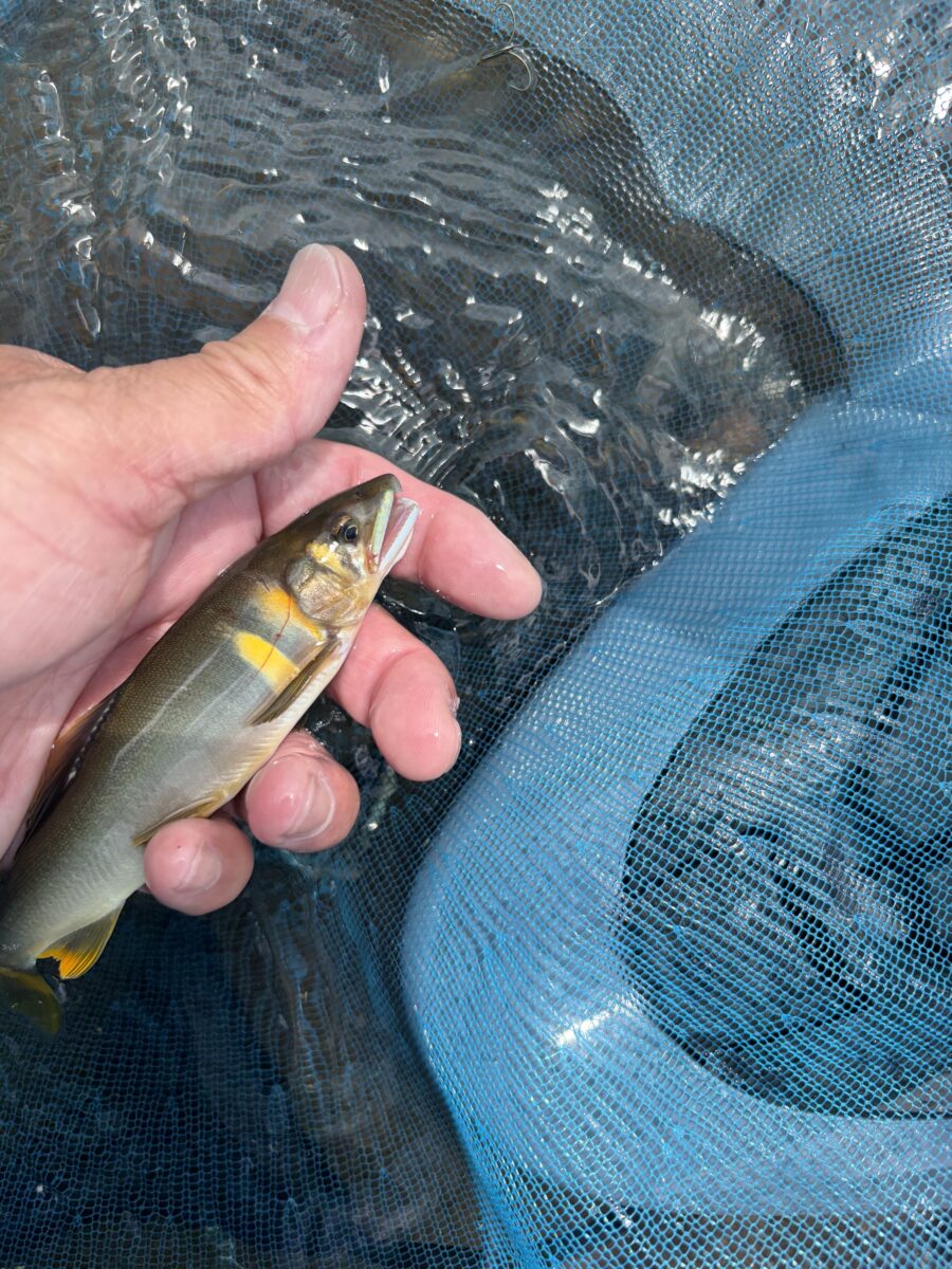 スタッフ平賀釣行記~葛野川 宮古橋/鮎27匹/10cm-17cm~