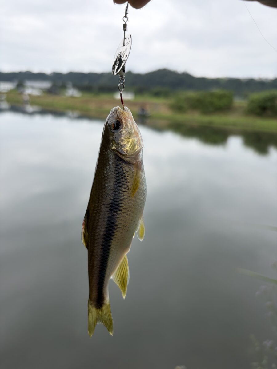 スタッフ平賀釣行記~相模川/カワムツ5匹~