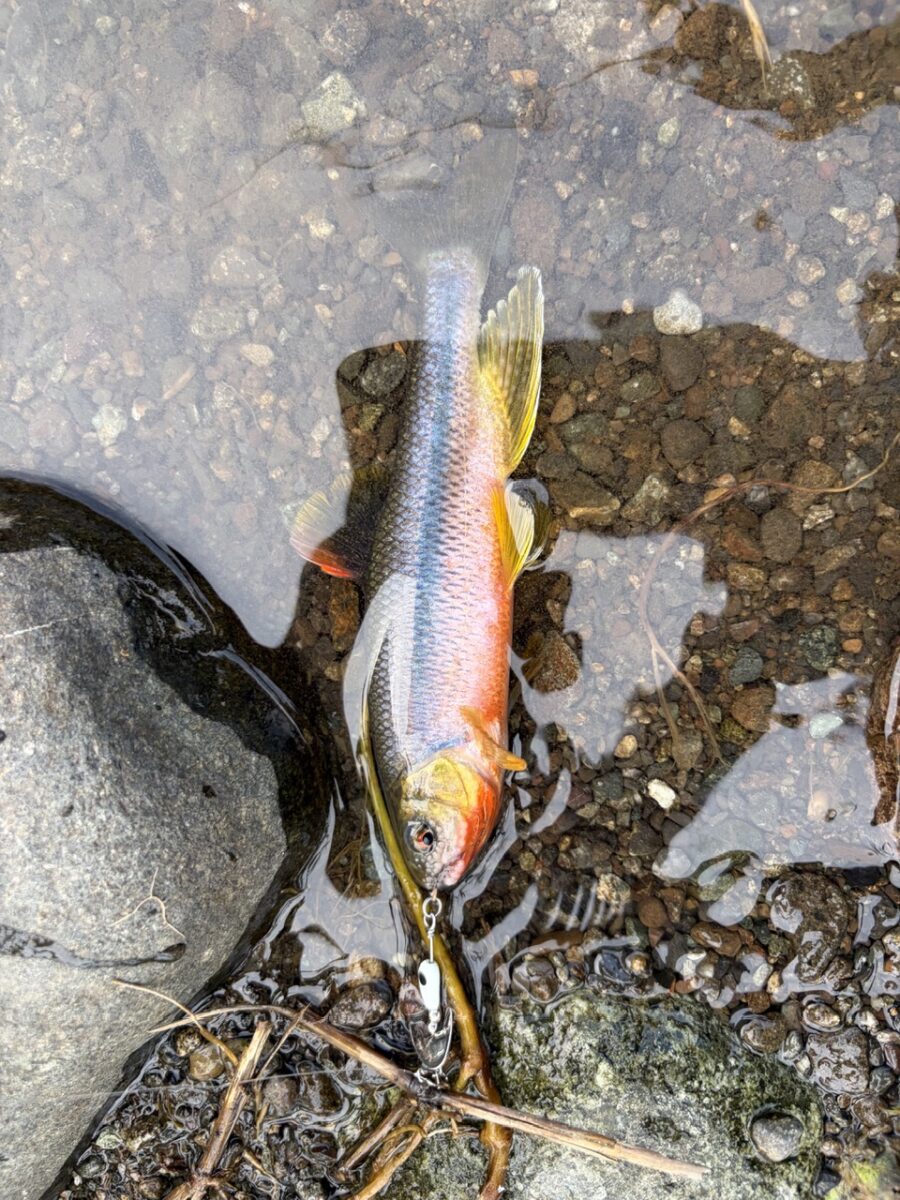 スタッフ平賀釣行記～中津川　八菅橋/カワムツ…12匹～