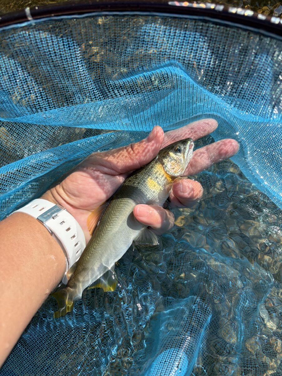 スタッフ平賀釣行記~桂川 猿橋上流/鮎12匹/最大23cm~