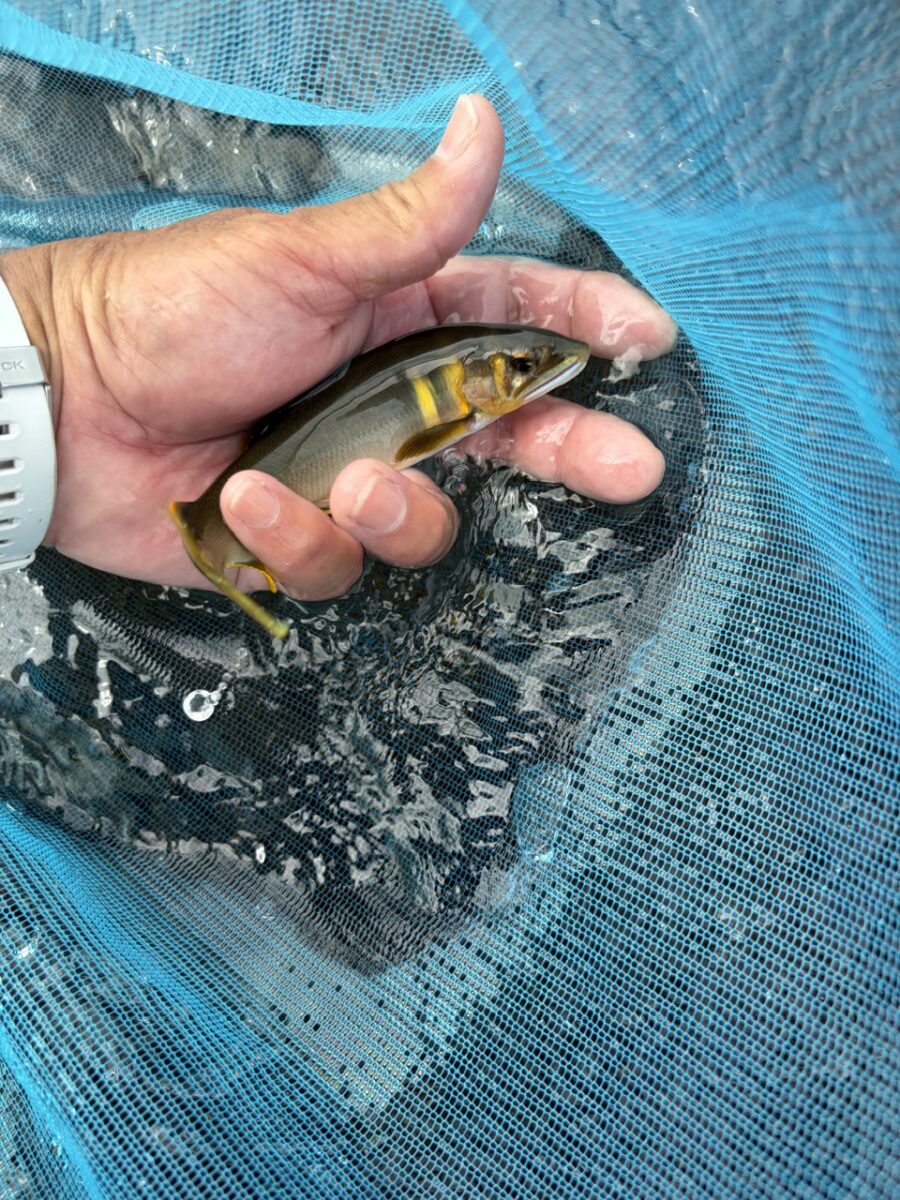 スタッフ平賀釣行記～長良川/1日目　鮎…36匹/最大21cm位～