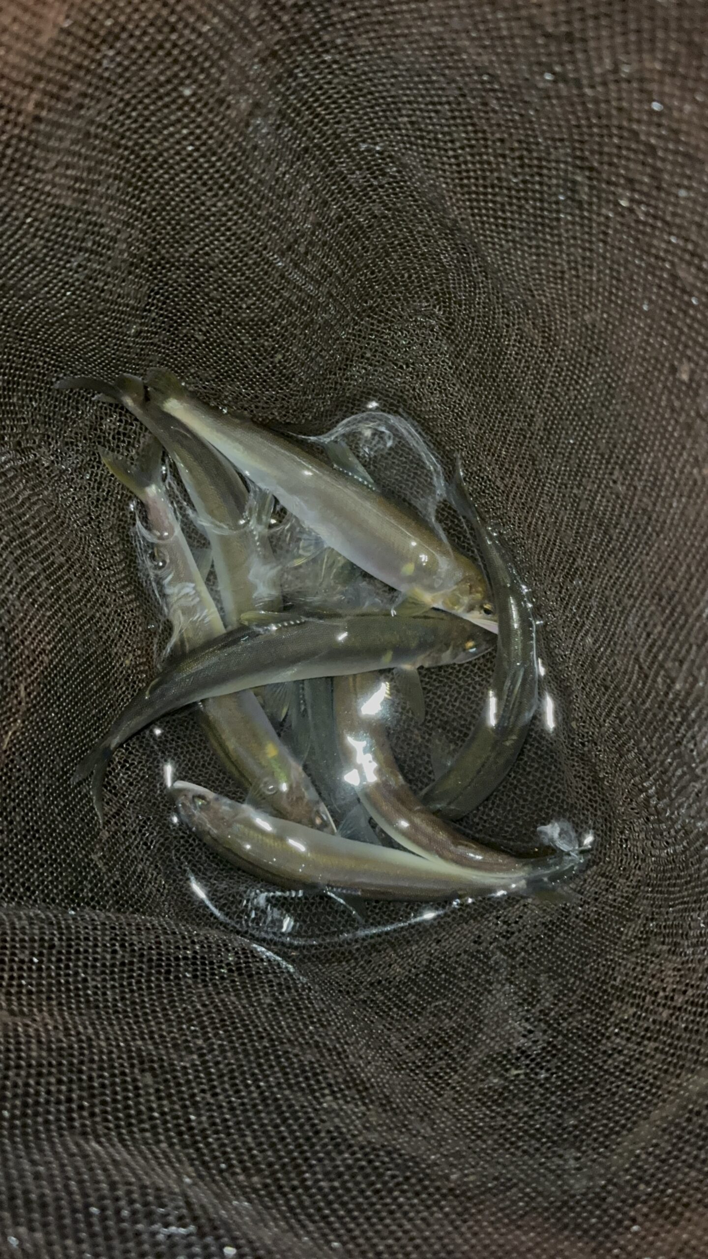 2026年8月3日(月)相模川釣果 ドブ釣り 黒瀧天馬様