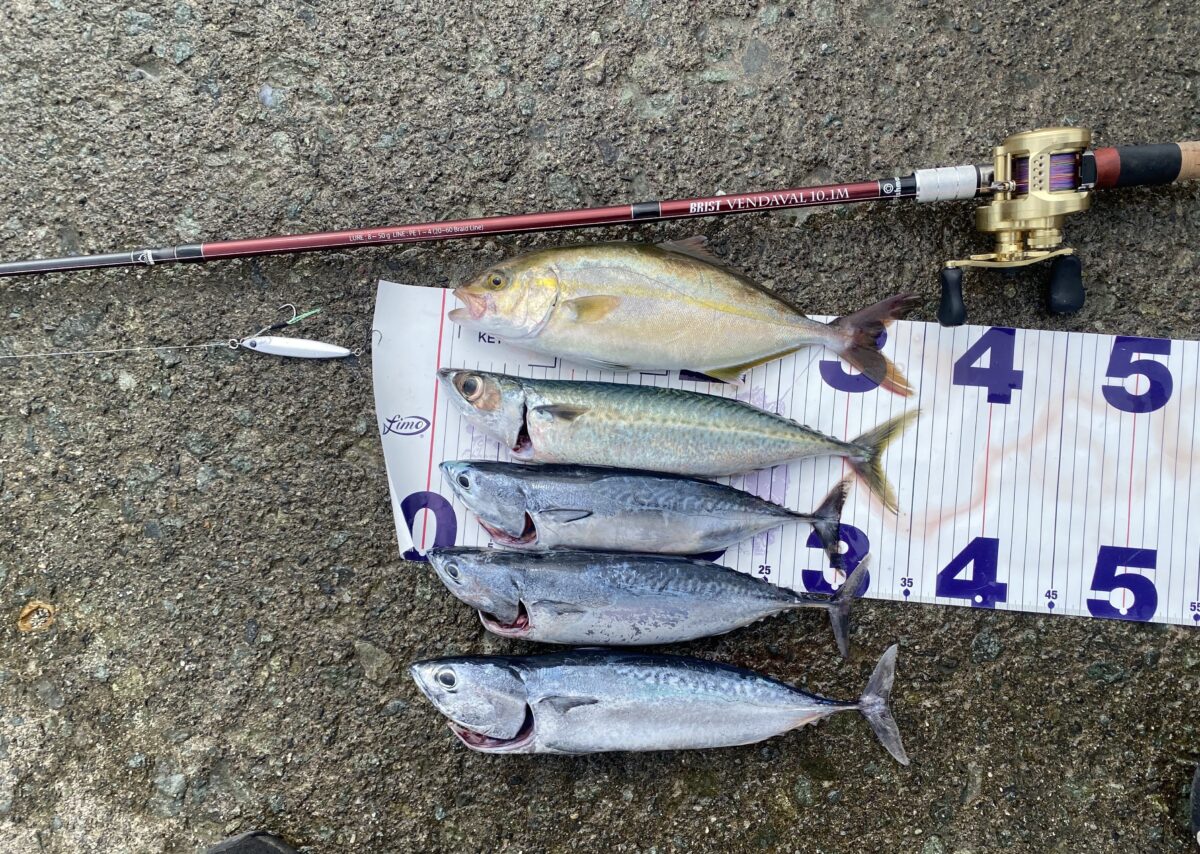スタッフ大山釣行記～西伊豆/ショゴ、ゴマサバ、ソーダガツオ…32〜35cm～