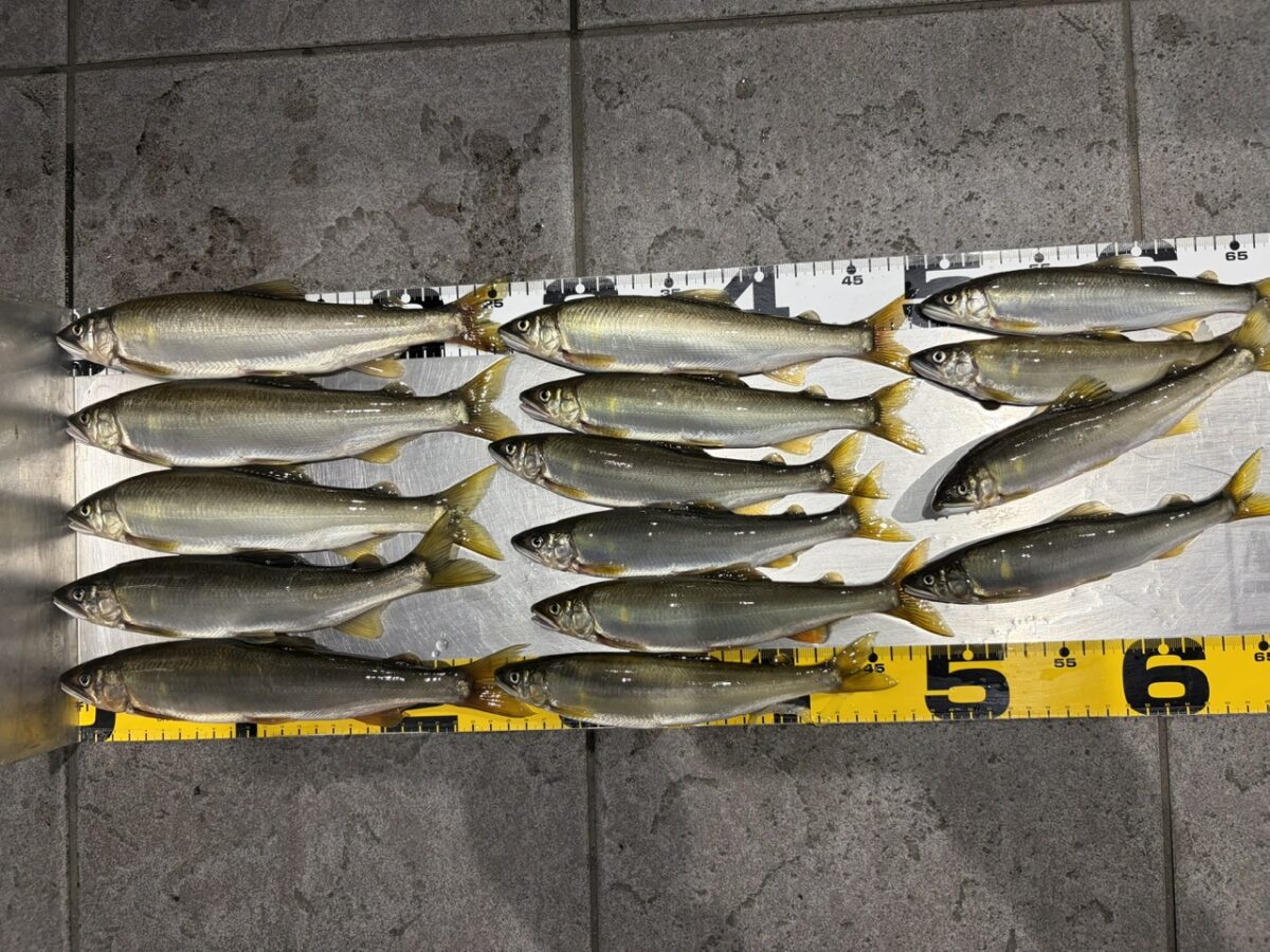 M様～相模川/鮎15匹/最大27.5cm～