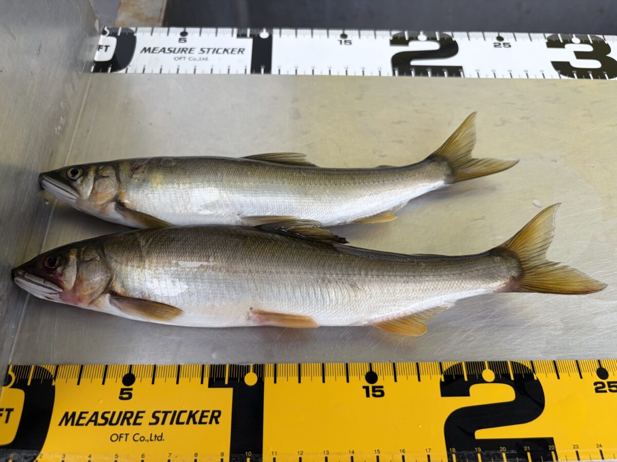 山口様～相模川　昭和橋/鮎…25cm.24.5cm～