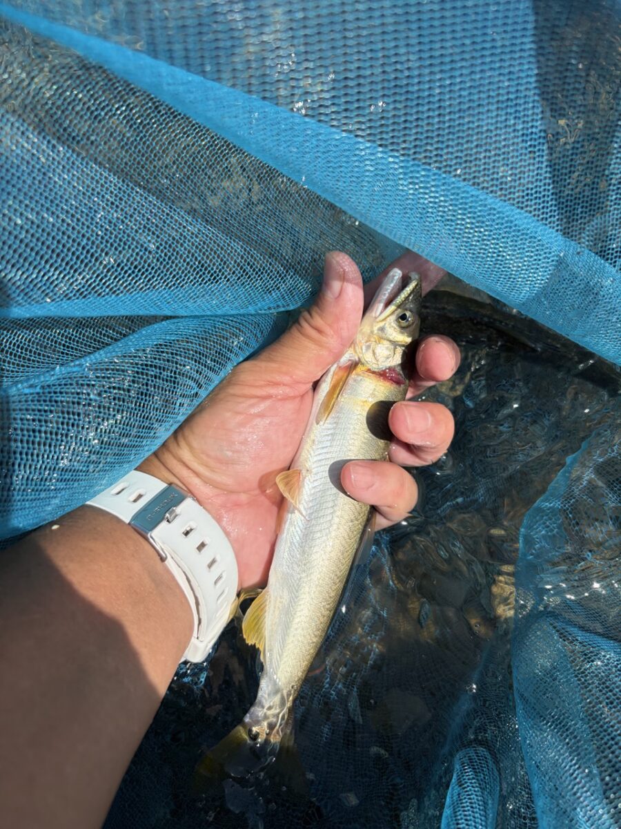 スタッフ平賀釣行記~興津川 支流 中河内川/鮎…10匹/最大22cm~