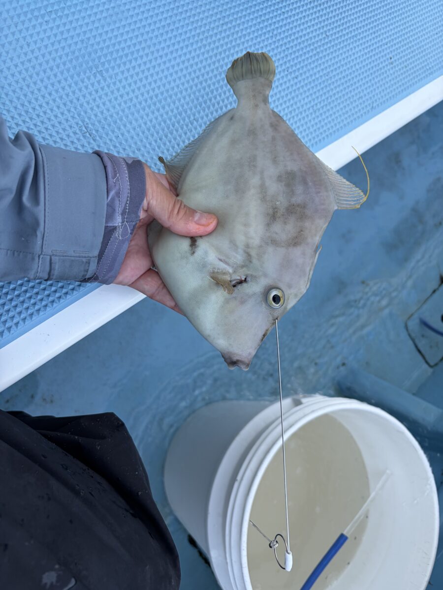 スタッフ平賀釣行記~佐島/カワハギ…9匹/最大25.2cm(内リリース2匹)~
