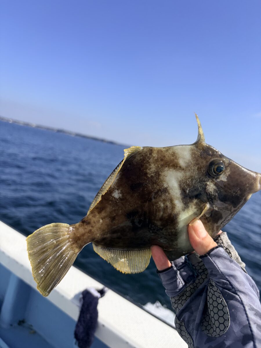スタッフ齋藤釣行記~佐島/カワハギ18〜23cm/3匹(うち1匹リリース)~